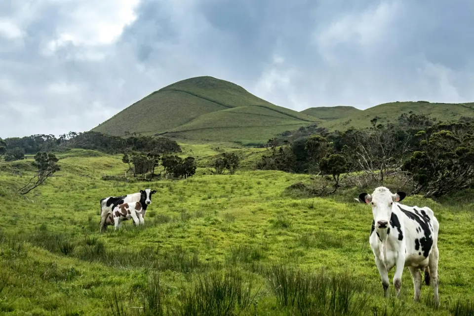 Vacas en una pradera verde bajo cielo nublado